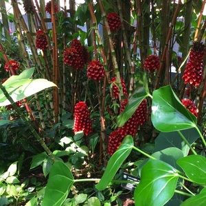 Meet your Posher, Jade